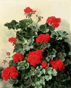 Red Geraniums by Emmy Thornam
