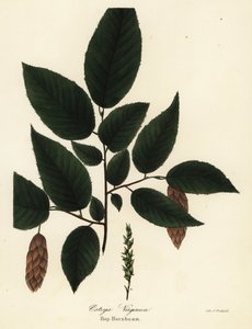 American hophornbeam, Ostrya virginiana by Endicott Endicott