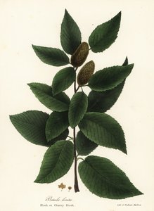 Black birch or cherry birch, Betula lenta
