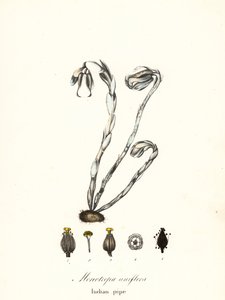 Ghost Plant, Ghost Pipe, Indian Pipe or Corpse Plant, Monotropa uniflora by Endicott Endicott
