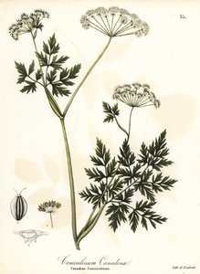 Hemlock-Parsley by Endicott Endicott