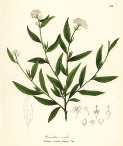Jersey tea by Endicott Endicott