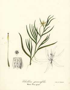 Mud Plantain or Water Hyacinth, Heteranthera Dubia (Water Star-grass, Schollera Graminifolia) by Endicott Endicott