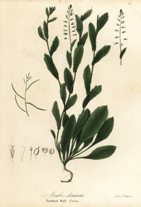 Toothed Wall Cress, Arabis dentata by Endicott Endicott