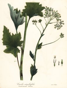 Pale Indian Plantain, Arnoglossum Atriplicifolium by Endicott Endicott