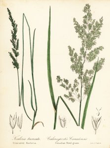 Prairie Wedgescale, Sphenopholis obtusata, and Canadian Reed-Grass, Calamagrostis canadensis by Endicott Endicott