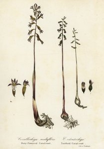 Spotted coralroot and fall coral-root by Endicott Endicott
