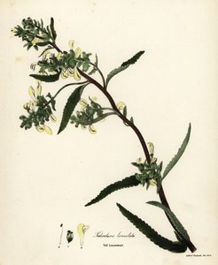 Tall Lousewort, Pedicularis lanceolata by Endicott Endicott