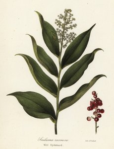 Treacleberry, Maianthemum racemosum
