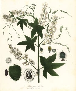 Wild Cucumber, Prickly Cucumber, Bur Cucumber or Wild Balsam Apple, Echinocystis Lobata