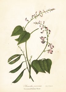 Wild Kidney Bean, Phaseolus polystachios (Perennial Kidney-Bean, Phaseolus perennis) by Endicott Endicott