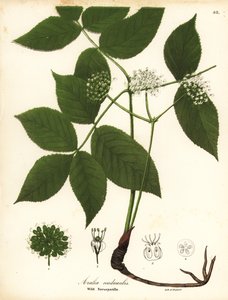 Wild sarsaparilla, Aralia nudicaulis