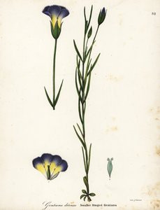 Windmill fringed gentian