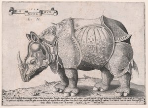 Rhinoceros by Enea Vico