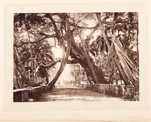 A Banyan Tree, Java by English Photographer