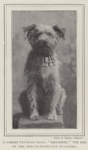 A Canine Veteran Dead, Drummer, the Dog of the Northumberland Fusiliers by English Photographer