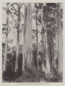 A Giant Karri-Tree in Denmark Hills Forest, Western Australia by English Photographer