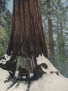 A Giant Tree by English Photographer