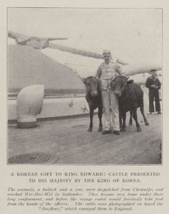 A Korean Gift to King Edward, Cattle Presented to His Majesty by the King of Korea