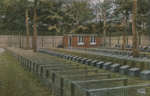 A Norfolk Pheasantry by English Photographer