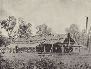 A Primitive Shearing-Shed by English Photographer