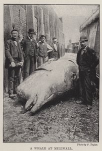 A Whale at Millwall by English Photographer