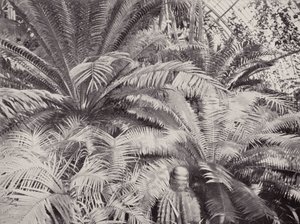 A Group of Cycads in the Palm House at Kew by English Photographer