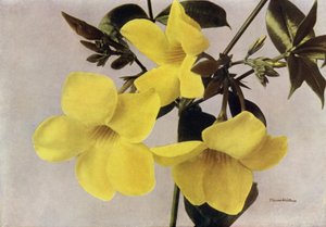 Allamanda Schottii Hendersonii