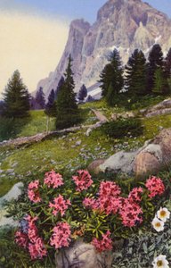 Alpine flowers: Daphne Striata with Dryas Octopetala (on right)