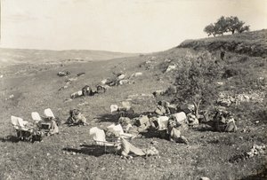 Ambulance Camels, c.1916-19 by English Photographer