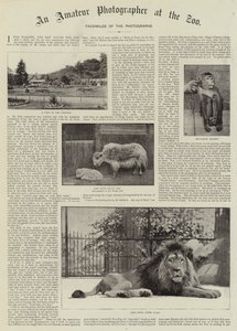 An Amateur Photographer at the Zoo by English Photographer