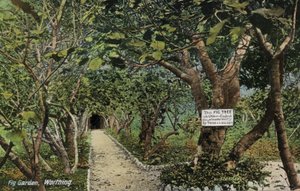 Ancient fig gardens at Tarring, Worthing, Sussex, claiming to have the oldest fig tree in England, planted by Thomas Becket