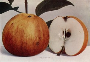 Apple, James Grieve