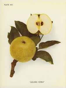 Apples of England: Golden Noble by English Photographer