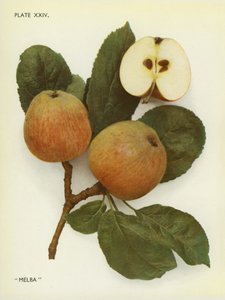 Apples of England: Melba by English Photographer