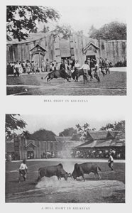 Bull Fight in Kelantan by English Photographer
