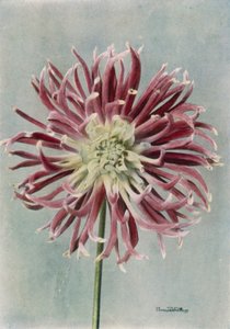 Cactus Dahlia, Mrs Randle