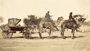 Camel Carriage, c.1860 by English Photographer