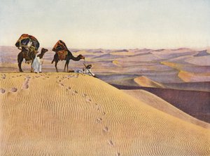 Camels in the Sahara
