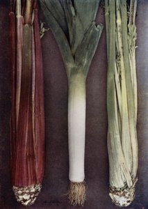 Celery and Leek