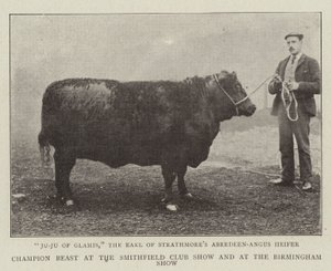Champion Beast at the Smithfield Club Show and at the Birmingham Show by English Photographer