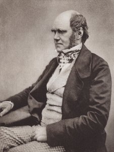 Charles Darwin, portrait, c 1854, from a photograph by Maull & Fox