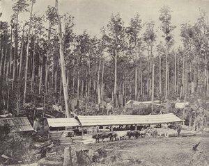 Childers Sawmill, Gippsland by English Photographer
