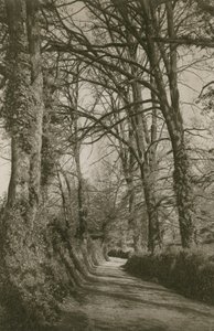 Cockington Lane, Devonshire, near Torquay by English Photographer