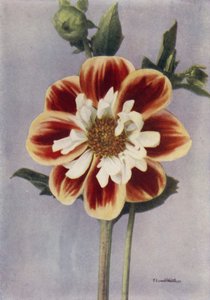 Collerette Dahlia, Gallia