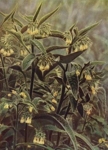 Comfrey by English Photographer