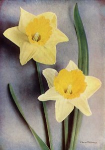 Daffodil by English Photographer