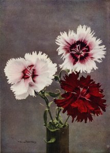Dianthus Chinensis, var Heddewigii by English Photographer