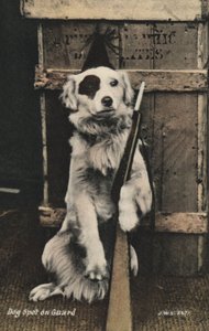 Dog holding a gun by English Photographer
