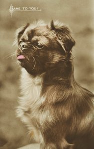 Dog Sticking Its Tongue Out